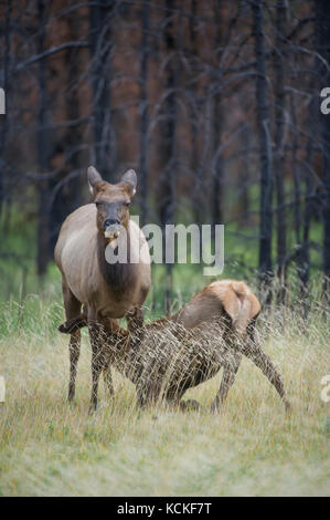 Veau vache et le wapiti, Cervus canadensis nelsoni, montagnes Rocheuses, Alberta, Canada Banque D'Images