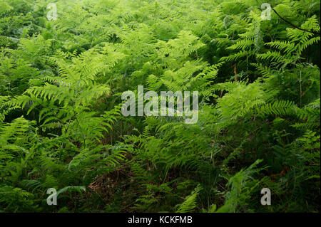 Bracken vert sur le côté de cloches Cat l'un des plus utilisés dans le lac Districk fells, il se trouve sur le bord du Derwent Water en pleine vue de Keswick Banque D'Images