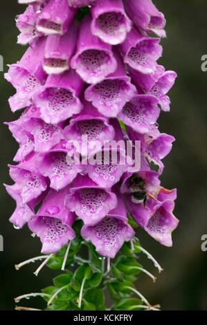 Queue blanche bourdon(Bombus lucorum) pollinatinating la digitale pourpre (Digitalis purpurea) Banque D'Images