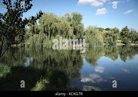 Nuages reflétée sur la surface de l'eau. lac et arbres dans l'un des parc de Bucarest, derniers jours de l'été, au début de l'automne. Banque D'Images