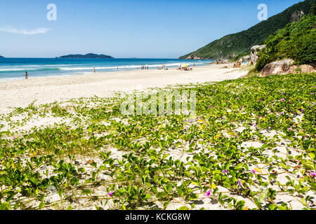 Végétation de sable connue sous le nom de Beach Morning Glory ou pied de chèvre (Ipomoea PES-caprae), à la plage d'Acores. Florianopolis, Santa Catarina, Brésil. Banque D'Images