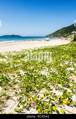 Végétation de sable connue sous le nom de Beach Morning Glory ou pied de chèvre (Ipomoea PES-caprae), à la plage d'Acores. Florianopolis, Santa Catarina, Brésil. Banque D'Images