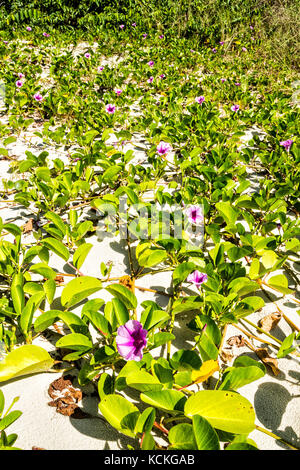 Végétation de sable connue sous le nom de Beach Morning Glory ou pied de chèvre (Ipomoea PES-caprae), à la plage d'Acores. Florianopolis, Santa Catarina, Brésil. Banque D'Images