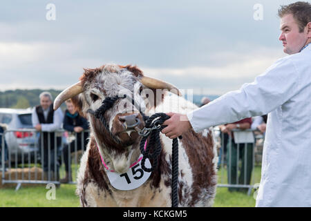 Bos primigenius. English Longhorn bull le spectacle au spectacle Flintham, Nottinghamshire, Angleterre Banque D'Images