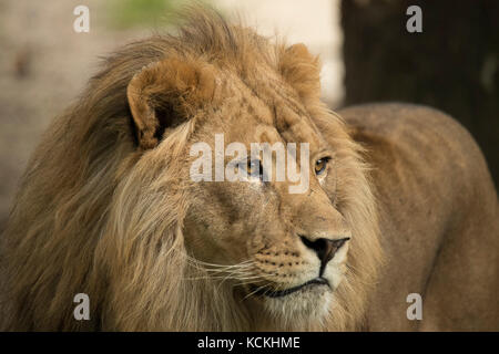 Portrait d'un lion Banque D'Images