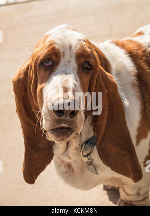 Oreillard brun et blanc chiot basset hound Banque D'Images