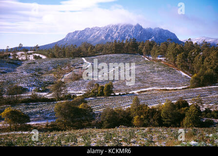 Terres agricoles en hiver, avec le Mont Roland au-delà. Staverton, nord-ouest de la Tasmanie, Australie Banque D'Images