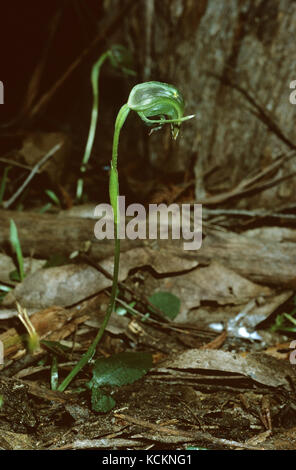 Hochement de tête de la orchidée (Pterostylis nutans), habitat côtier de la lande. Parc national de Rocky Cape, côte nord-ouest, Tasmanie, Australie Banque D'Images