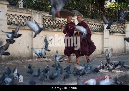 27.01.2017, Yangon, République de l'Union du Myanmar, Asie - deux moines bouddhistes traversent un troupeau de pigeons dans le centre de Yangon. Banque D'Images