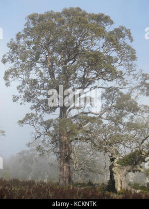 Mort d'une espèce: Gomme de cidre de Tasmanie (Eucalyptus gunnii divaricata), l'un des maintenant peut-être seulement un ou deux mille arbres. Banque D'Images