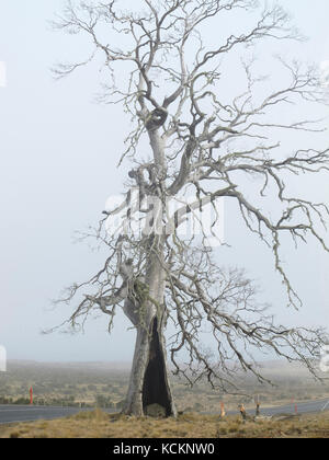 Mort d’une espèce : gomme de cidre de Tasmanie (Eucalyptus gunnii divaricata), arbre décédé en raison de son inadaptation au climat plus sec et plus chaud d’aujourd’hui. Banque D'Images