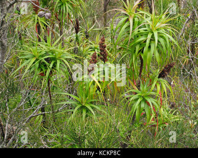 Richea à feuilles de dragon (Richea dracophylla). Mount Wellington, Hobart, Tasmanie, Australie Banque D'Images