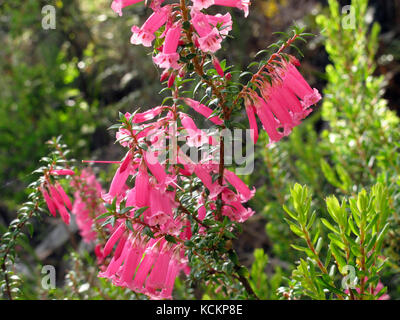 Héath commun (Epacris impressa) en fleur. La forme rose (la lande rose) est l'emblème floral de Victoria. Parc national de Rocky Cape, Tasmanie, Australie Banque D'Images