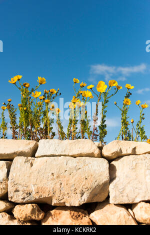 Tagètes maltais ou jaune fleurs sauvages poussant sur un mur de pierre dans les régions rurales de Malte contre un ciel bleu en été Banque D'Images