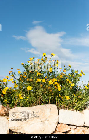 Tagètes maltais ou jaune fleurs sauvages poussant sur un mur de pierre dans les régions rurales de Malte contre un ciel bleu en été Banque D'Images