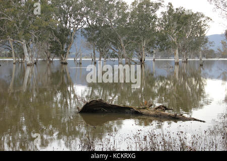 Gommes rouges du lac Hume et de la rivière (Eucalyptus camaldulensis). Un réservoir artificiel, le lac Hume, a été créé sur la rivière Murray en 1919, puis agrandi à Banque D'Images