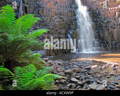 Trempez les chutes avec des fougères d'arbres (Dicksonia antarctique). Au premier plan. La roche environnante est en basalte colonnaire avec le joint causé par le con de roche Banque D'Images