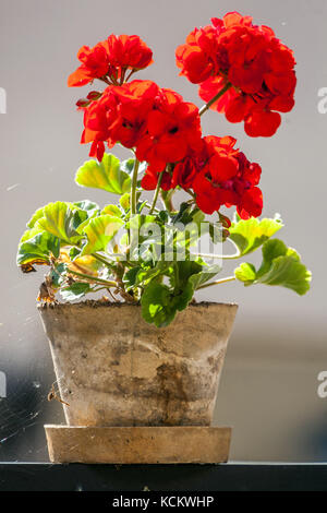 Géranium, Pélargonium rouge en terre cuite sur windiwsill flowerpot Banque D'Images