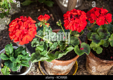 Géranium rouge, pélargonium dans un pot de fleurs en terre cuite sur le rebord de la fenêtre Banque D'Images