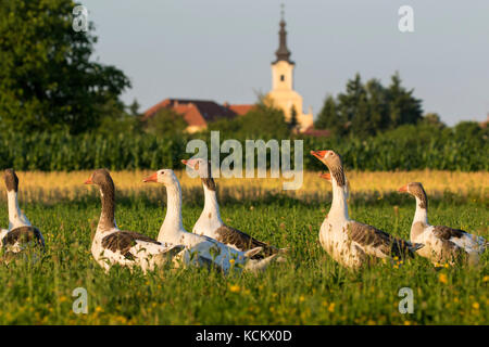 Oies dans les pâturages dans le village de Croatie Banque D'Images