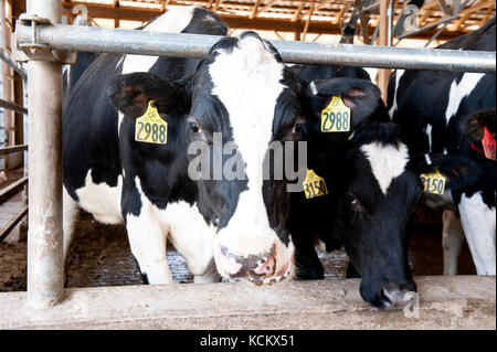 Les vaches laitières au freestall barn Banque D'Images