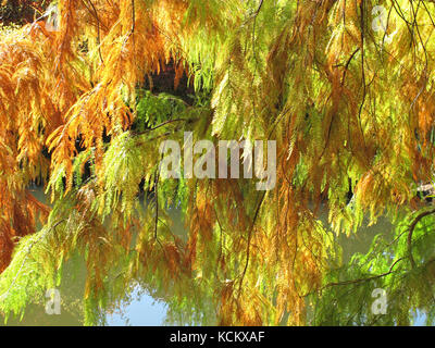 Feuillage de cyprès marécageux (Taxodium distichum) de couleur automnale. Arbre introduit en Australie à partir des plaines côtières du sud-est et du golfe de l'unité Banque D'Images