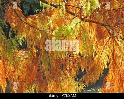 Feuillage de cyprès marécageux (Taxodium distichum) de couleur automnale. Arbre introduit en Australie à partir des plaines côtières du sud-est et du golfe de l'unité Banque D'Images