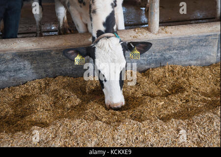 Les vaches laitières au freestall barn Banque D'Images