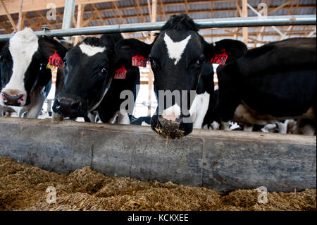 Les vaches laitières au freestall barn Banque D'Images