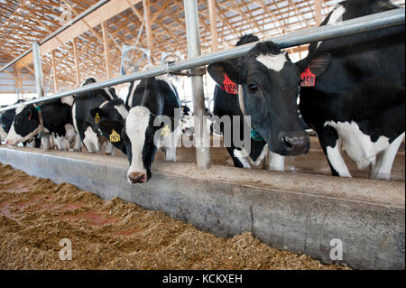 Les vaches laitières au freestall barn Banque D'Images