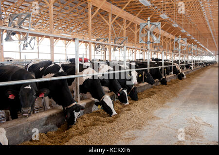 Les vaches laitières au freestall barn Banque D'Images