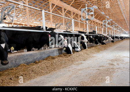 Les vaches laitières au freestall barn Banque D'Images