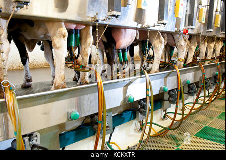 La traite des vaches en salle de traite automatisée Banque D'Images