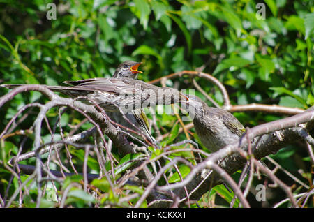 Petit oiseau-puissance (Anthochera chrysoptera) parent qui nourrit deux jeunes. Les deux sexes s'occupent des poussins. Devonport, Tasmanie, Australie Banque D'Images