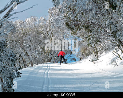 Un skieur de fond sur un sentier après un toilettage tôt le matin. Les gommes à neige (Eucalyptus pauciflora) bordent le sentier. Falls Creek, Victoria, Australie Banque D'Images