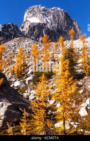 Snowpatch Spire ci-dessus tombent des mélèzes dans le parc provincial de Bugaboo, Purcell, British Columbia, Canada. Banque D'Images