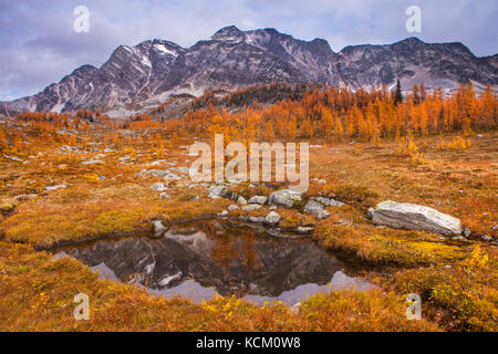 Mont Monica reflétée dans un tarn en Monica Meadows au milieu des Mélèzes automne, Purcell, British Columbia, Canada. Banque D'Images