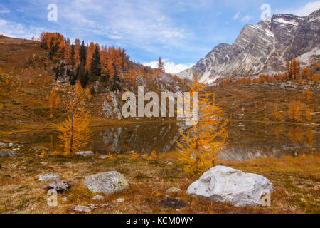 Mont Monica au-dessus d'un Tarn et de l'automne des mélèzes dans Monica Meadows, Purcell, British Columbia, Canada. Banque D'Images