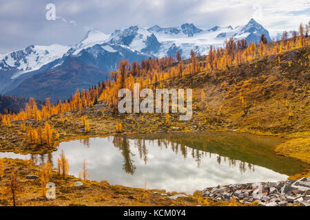 Monter Macbeth au-dessus d'un Tarn et de l'automne des mélèzes dans Monica Meadows, Purcell, British Columbia, Canada. Banque D'Images