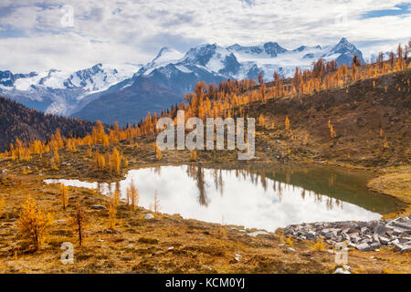 Monter Macbeth au-dessus d'un Tarn et de l'automne des mélèzes dans Monica Meadows, Purcell, British Columbia, Canada. Banque D'Images