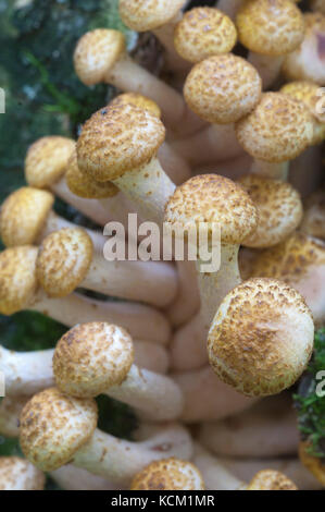 L'Armillaria mellea, miel champignon sur un vieil arbre Banque D'Images