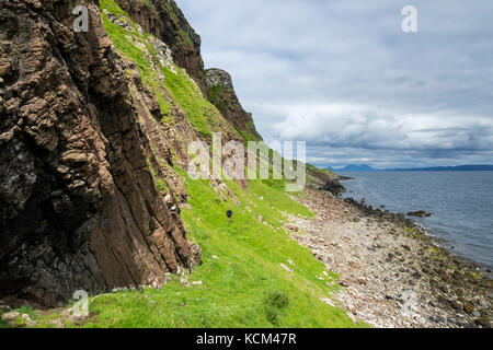 Une marchette sur la piste sous les falaises du côté ouest du plateau Beinn Bhuidhe, île d'Eigg, Écosse, Royaume-Uni Banque D'Images