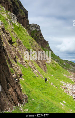 Une marchette sur la piste sous les falaises du côté ouest du plateau Beinn Bhuidhe, île d'Eigg, Écosse, Royaume-Uni Banque D'Images