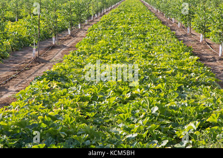 La culture intercalaire, de jeunes Anglais, verger NOYER Juglans regia 'Chandler' intercalé avec courge poivrée vert 'Cucurbita pepo var. turbinata' . Banque D'Images