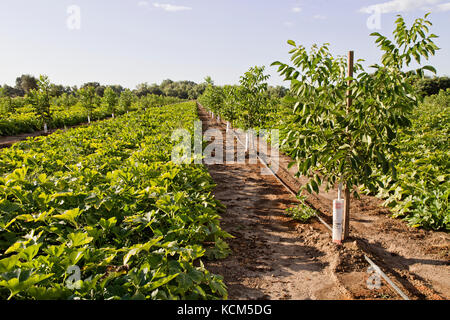 La culture intercalaire, de jeunes Anglais, verger NOYER Juglans regia 'Chandler' intercalé avec courge poivrée vert 'Cucurbita pepo var. turbinées'. Banque D'Images