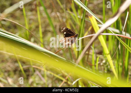 Corneille mâle (papillon euploea corinna), Bowling Green bay national park (alligator creek), Townsville, Queensland, Australie Banque D'Images