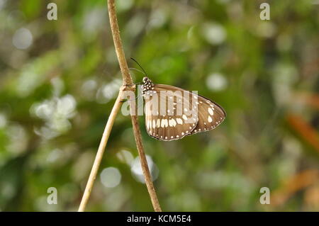 Les femelles de la Crow (papillon euploea corinna), tully gorge national park, Queensland, Australie Banque D'Images