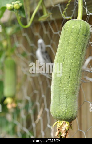 Luffa (Luffa aegyptiaca) croissant sur une clôture à Townsville, Queensland tropical, en Australie Banque D'Images