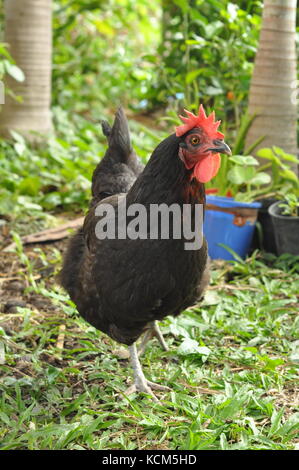 Australop free range chicken (Gallus gallus) sur pelouse, Townsville, Queensland, Australie Banque D'Images