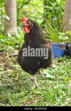 Australop free range chicken (Gallus gallus) sur pelouse, Townsville, Queensland, Australie Banque D'Images